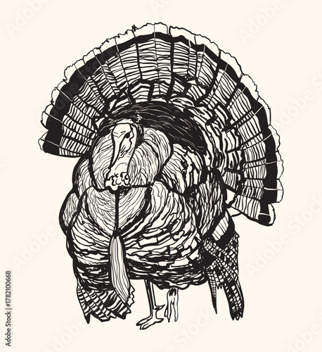 Rustic Turkey Illustration