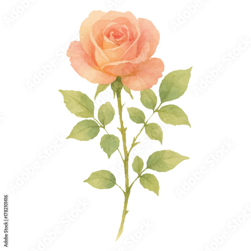 淡いオレンジのバラ一輪の水彩イラスト