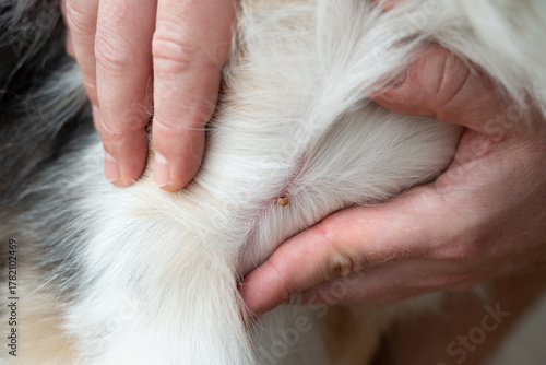 Obraz na płótnie Close-up of a tick biting an Australian Shepherd dog, showing parasite risk and pet health care during the tick activity season
