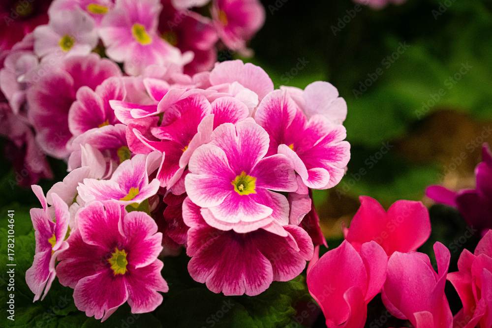Fototapeta premium Close-up of pink primroses in bloom with soft petals, photographed at a floral exhibition indoors.