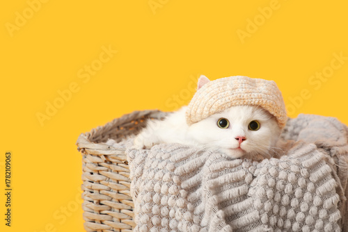 Cute white cat with funny h...