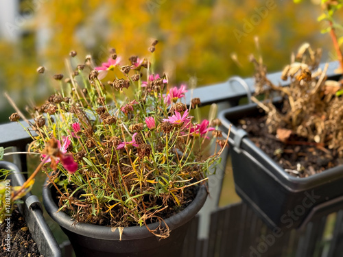 Flower pot with dried pink marguerite flowers in balcony garden close up in autumn time
