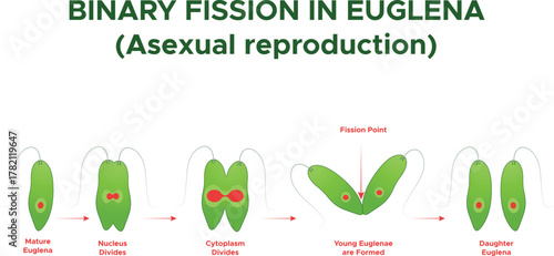 Binary Fission in Euglena Cell Division Biology Educational Illustration