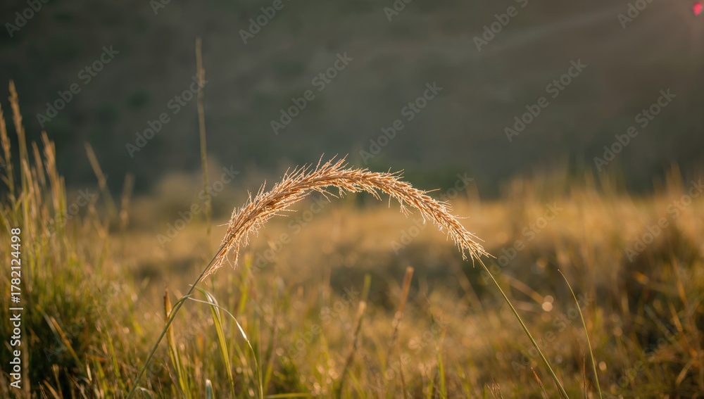Fototapeta premium Grass in autumn with evening sunlight, showcasing natural textures and seasonal change