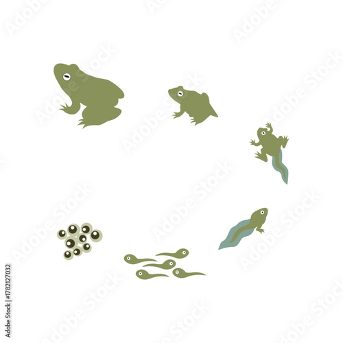 metamorphosis of frog illustration vector
