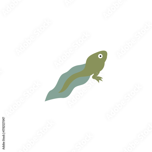 metamorphosis of frog illustration vector