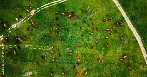 Landscape, arial and cattle on farm for agriculture, herd and livestock for sustainable dairy. Top view, conservation and animal in countryside with eating, meat or milk industry on cow ranch.