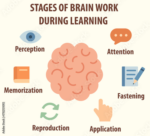 Infographic about the stages of brain activity during learning. Suitable for educational and scientific materials.