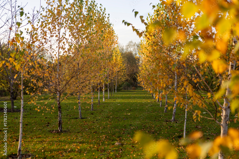 Obraz premium Autumn Birch Forest with Path Through Golden Trees in Fall Season