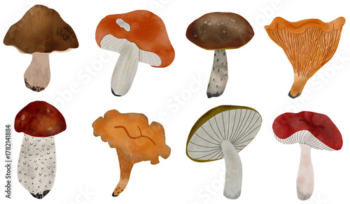Fotografie Watercolor edible mushrooms set on white