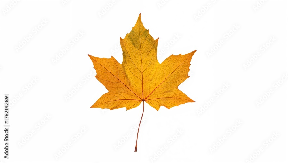 Naklejka premium Golden maple leaf isolated on white background, seasonal change