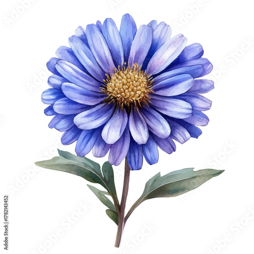Aster Flower, watercolor illustration vector, isolated on a white background.