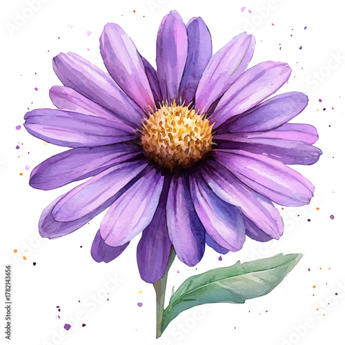 Aster Flower, watercolor painting vector, isolated on a white background.
