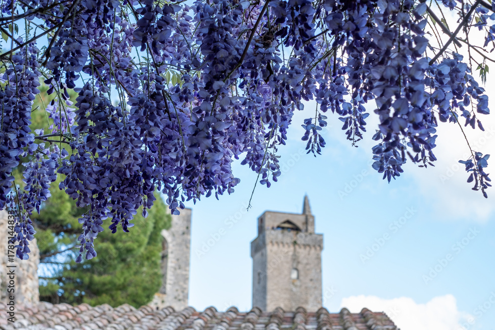 Fototapeta premium Wisteria flowers cascade beautifully over a rustic wall, creating a stunning decoration with violet blooms under the warm sun, embodying the essence of nature's beauty