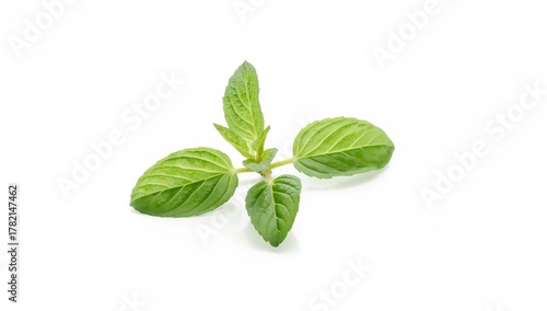 Bright green lemon balm foliage against a plain white backdrop