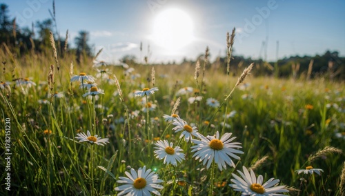 Fototapeta Naklejka Na Ścianę i Meble -  A vibrant meadow filled with blooming chamomiles, showcasing the beauty of summer light, seasonal change