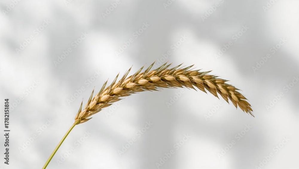 Obraz premium Close-up of a wheat stalk set against a luminous background, highlighting natural grain texture