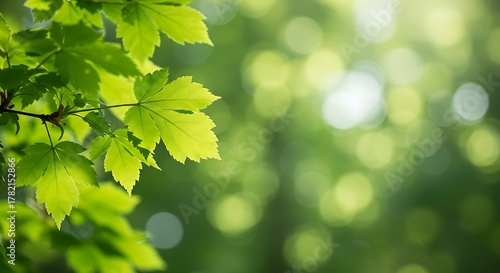 Close-up of green leaves with blurry background highlighting natural light and bokeh
