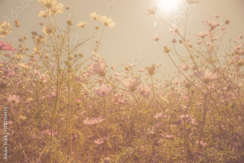 Looking up at a soft ethereal view of a field of cosmos flowers.