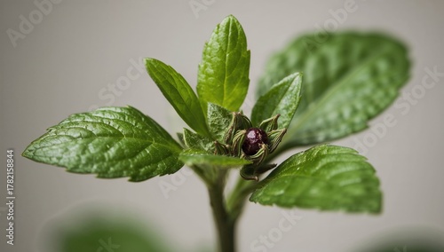 Leaves and fruit of herb Paris, caution advised due to toxicity