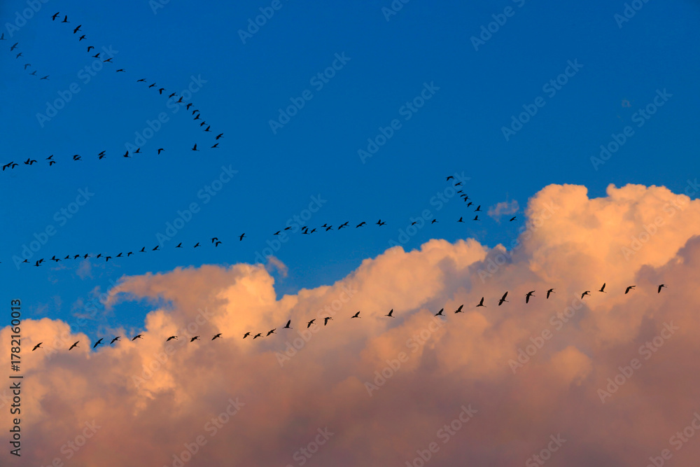 Obraz premium Kranich (Grus grus) auch Grauer Kranich, Eurasischer Kranich auf Vogelzug 