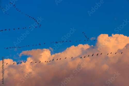 Kranich (Grus grus) auch Grauer Kranich, Eurasischer Kranich auf Vogelzug 
