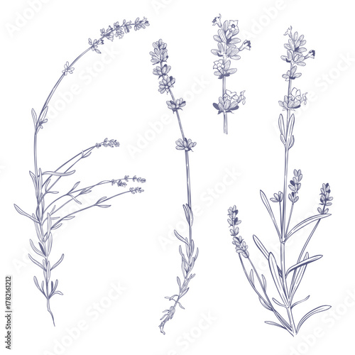 Lavender sprigs on white background. Vector illustration in engraving style
