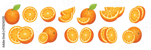 Set of orange vector illustration