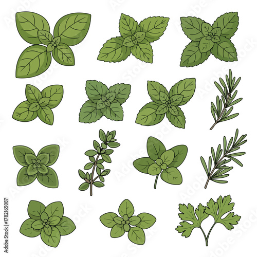 Vector Botanical Illustration of Various Herb and Leaf Elements in Organic Style for Nature Design