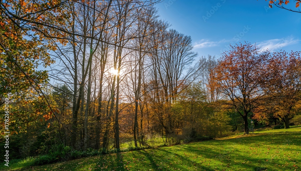 Fototapeta premium Forest illuminated by sunlight with vibrant autumn leaves and a serene natural backdrop.