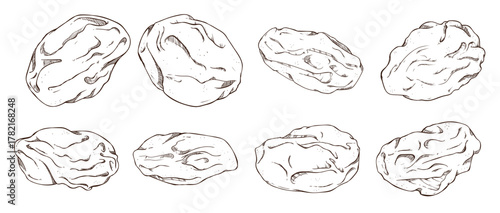  raisins vector illustration