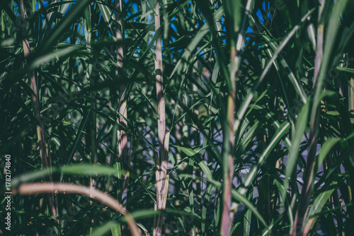 Sugarcane field under blue sky in Japan