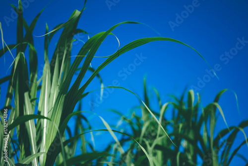 Sugarcane field under blue sky in Japan