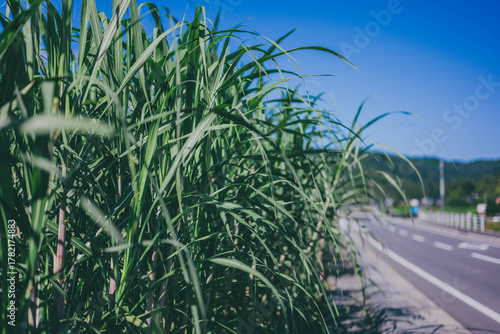 Sugarcane field under blue sky in Japan