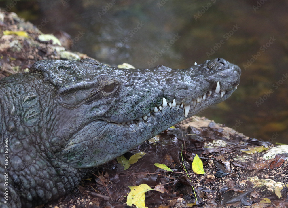 Fototapeta premium Nile crocodile