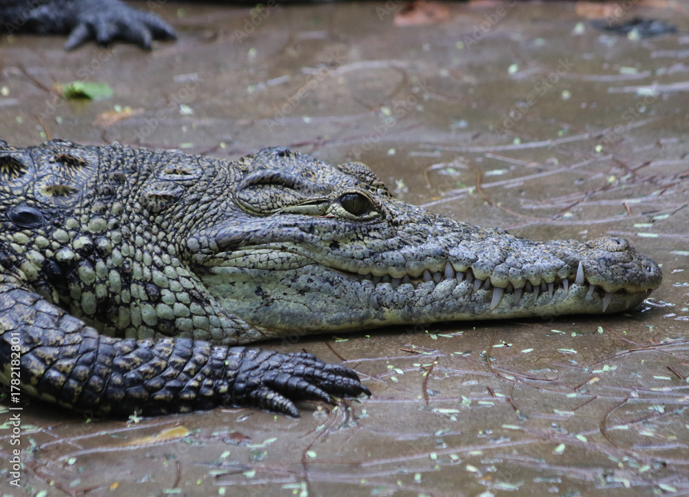 Fototapeta premium Nile crocodile