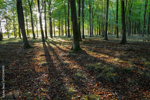 Shafts of sunlight with shadows in autumn woodland of beech trees, Hampshire, England, United Kingdom