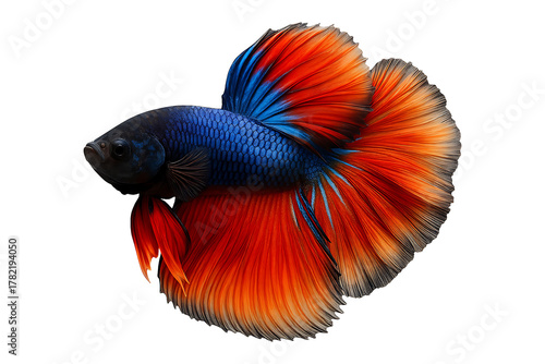 Vibrant Betta Fish Isolated on a Transparent Background