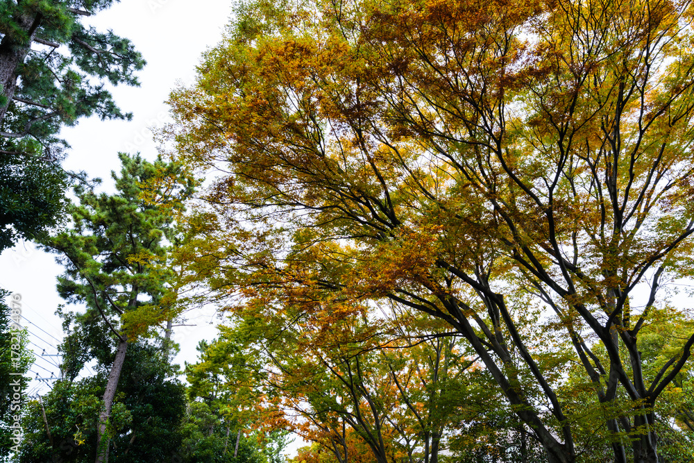 Obraz premium 大学キャンパスの散歩の途中で見つけた秋の風景