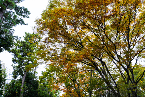 大学キャンパスの散歩の途中で見つけた秋の風景