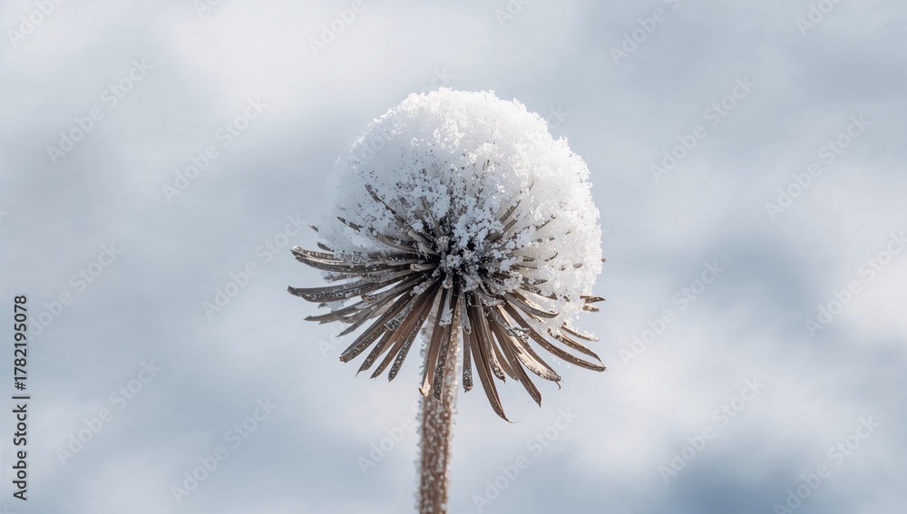 Fototapeta premium Snow-covered dry hogweed seed head in natural setting with shallow focus