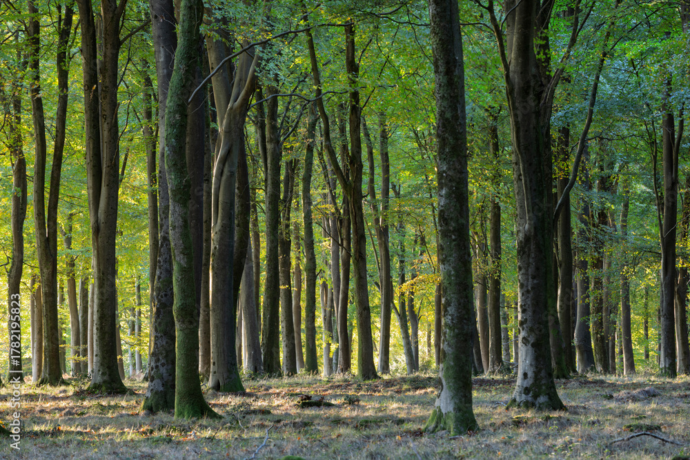 Fototapeta premium Shafts of sunlight with shadows in autumn woodland of beech trees, Hampshire, England, United Kingdom