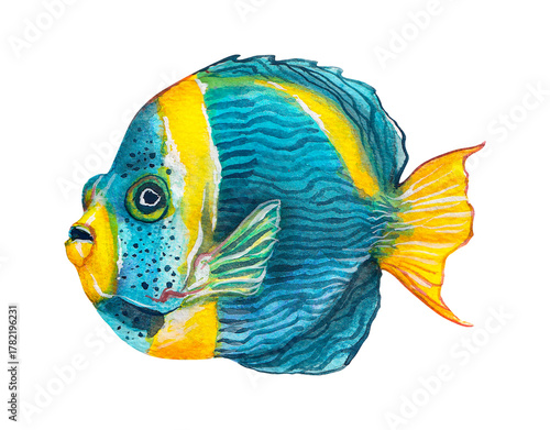Colorful shiny angelfish or butterfly fish. Watercolor drawing of fish isolated on a white background.