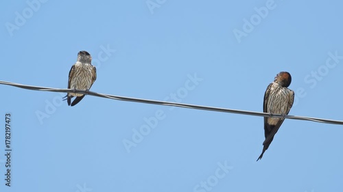電線にとまって羽繕いするコシアカツバメ
