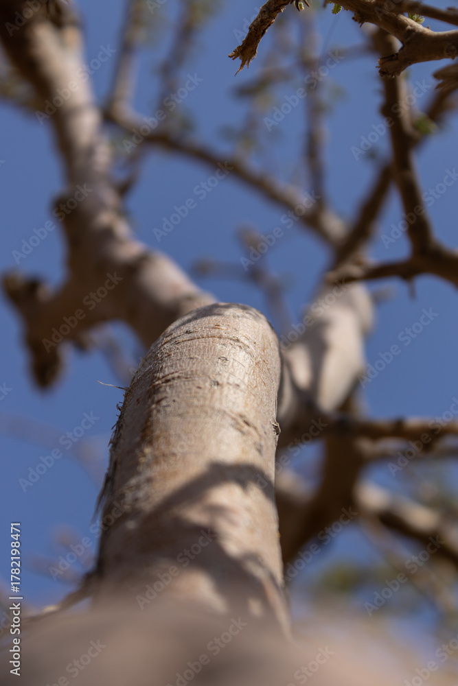 Fototapeta premium Low Angle View Looking Up a Desert Tree Trunk and Branches Against Blue Sky
