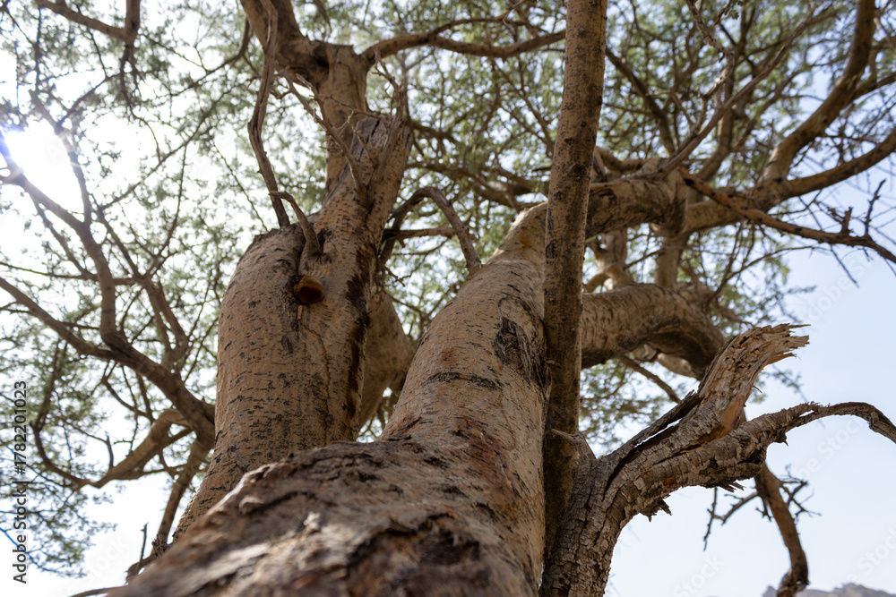 Fototapeta premium Low Angle View of Desert Tree Under Bright Sunlight
