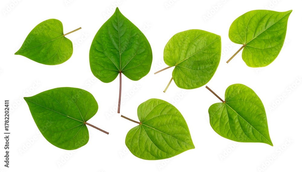 Naklejka premium Seven bright green heart-shaped leaves of varying sizes scattered against a white background. They show details like veins and stems