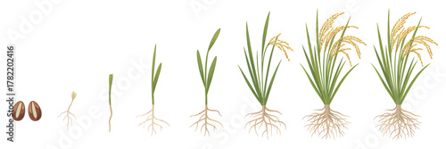 Denim Ban A Graphic Symbol Prohibiting Jeans, Communicating a Specific Dress Code Restriction for Access or Entry