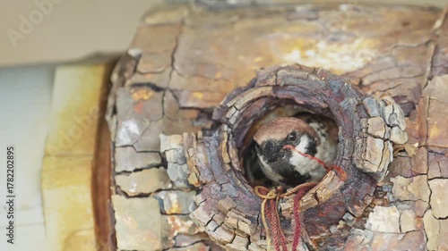 巣から顔を出すスズメ