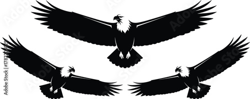 Silhouette eagles in flight, symmetrical wing spread, black outline birds, minimal vector design, freedom concept, powerful posture, wildlife illustration, raptor motion